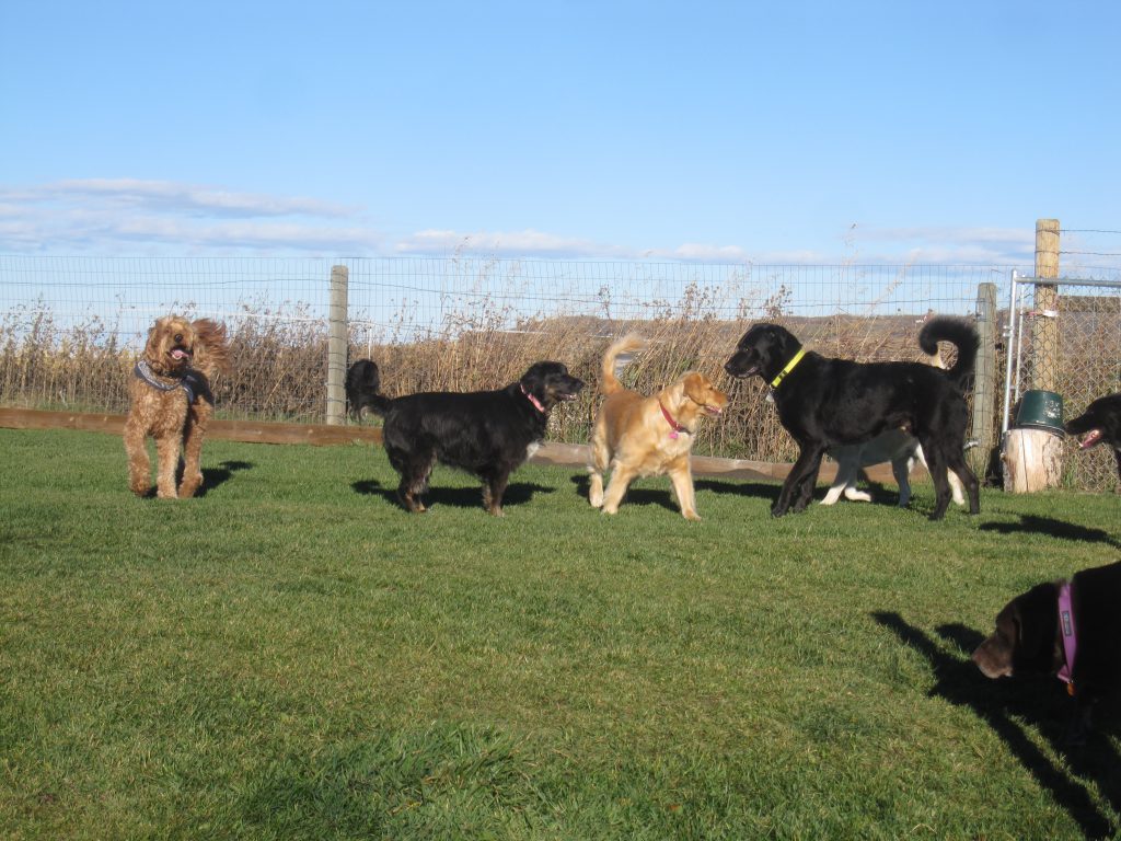 Dog Boarding Kennels Calgary Okotoks Escape to the Country
