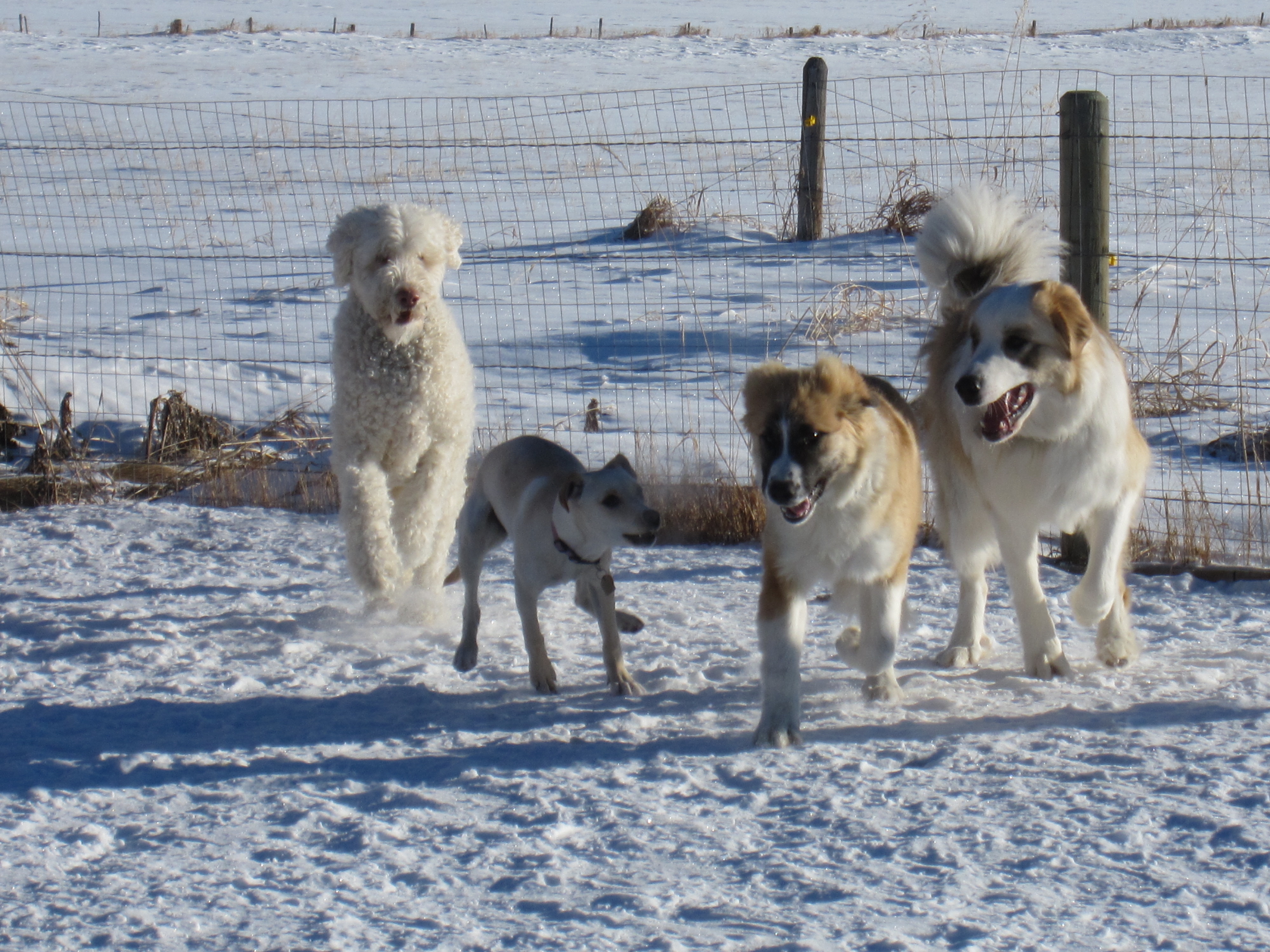 Four dogs running through the snow