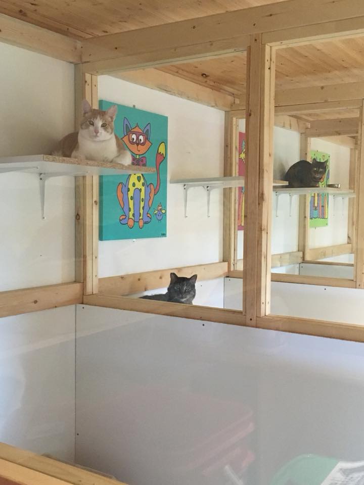 Three cats in three kennels