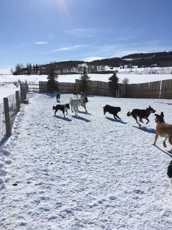 28378651_1731350476922187_3030841313818844391_n - Copy Two dogs sitting in a grass yard