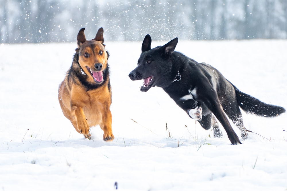 Dog Daycare in Snow Escape the the Country 