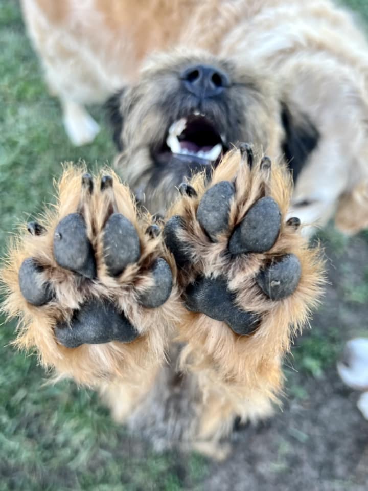 Dog with paws in the air 