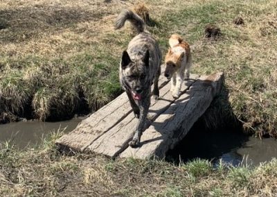 Image of two dogs crossing bridge