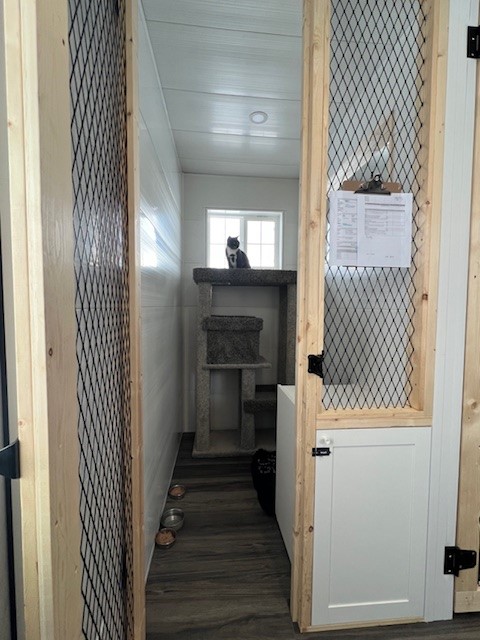 Open concept kennels for cat boarding