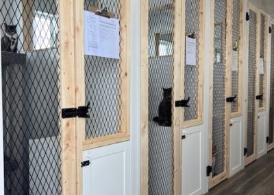 A lineup of cat boarding kennels with cat occupying them