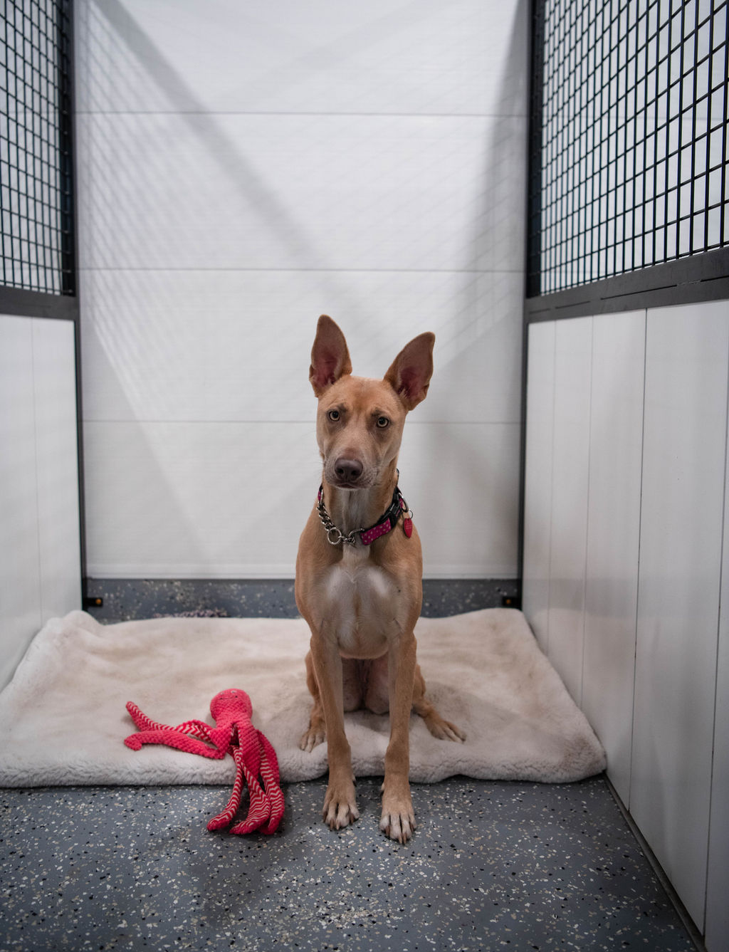 EscapeKennels-3 (1) Small dog kennels