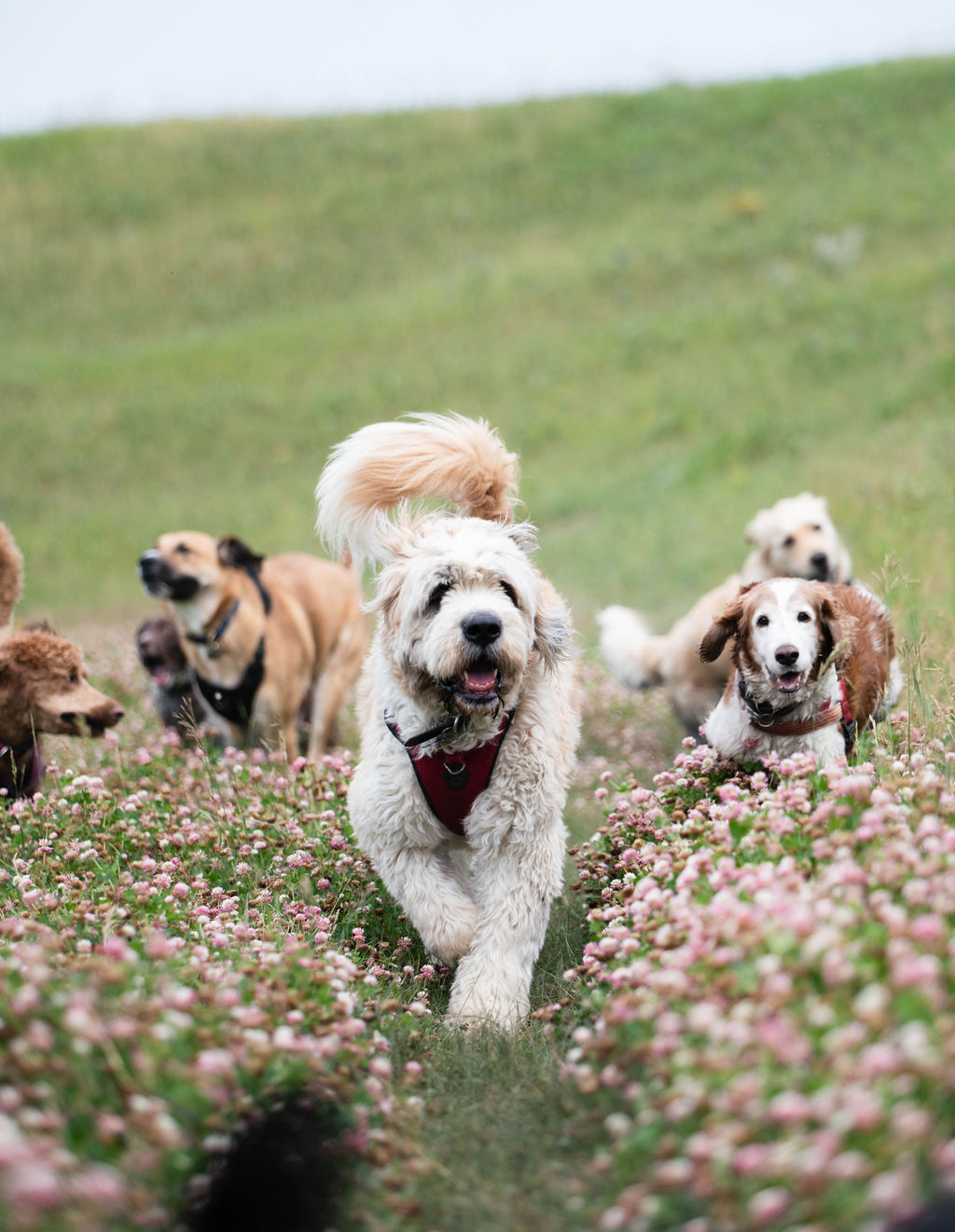 EscapeKennels-33 Several dogs playing in the snow