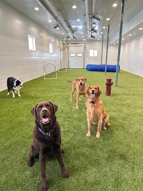 insideplayarea Two dogs playing in the snow